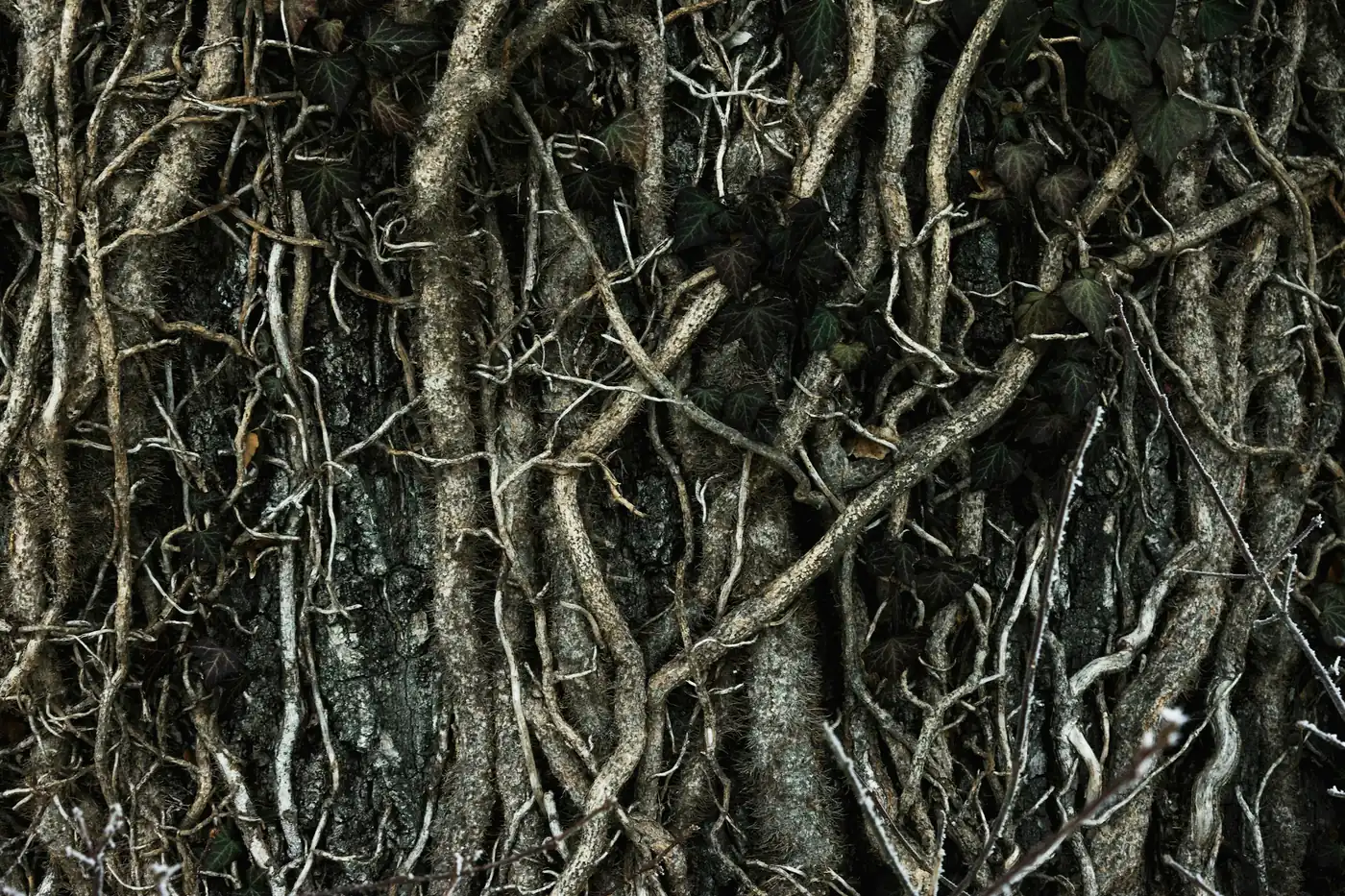 Dense tangle of exposed brown tree roots
